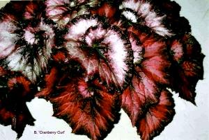 B. ‘Cranberry Curl’